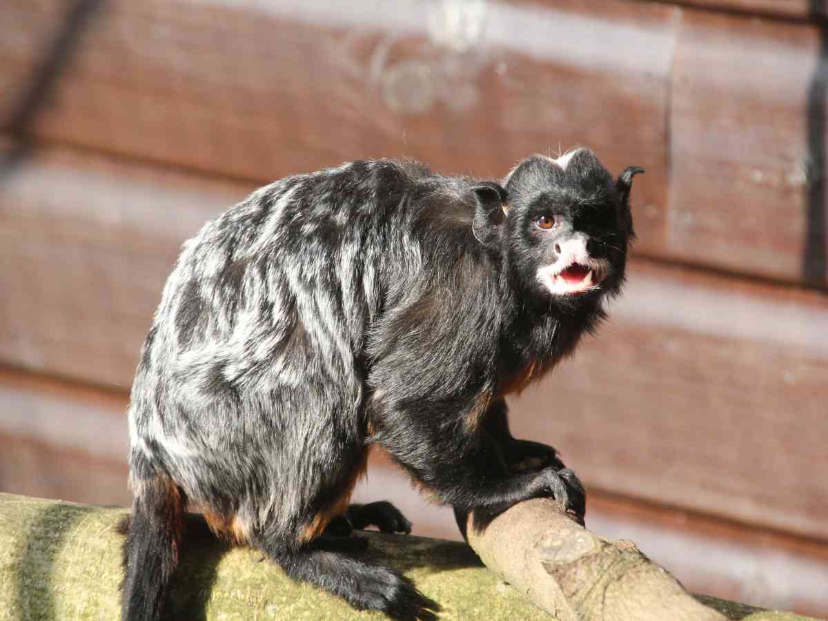 Monkey Haven picture gallery